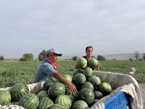 蔡家坡吃瓜,吃瓜群众的欢乐盛宴  第3张